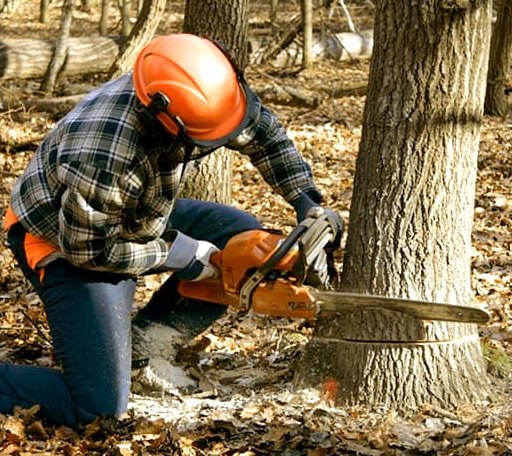 Tree Removal in Lincoln University, PA